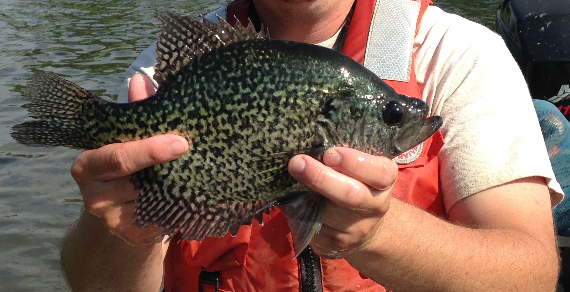 Angler in a red vest holding a large crappie, lake in the background